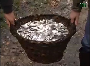 600 судаків і 22 тисячі лящів випустили у водойми Берегівщини (ВІДЕО)