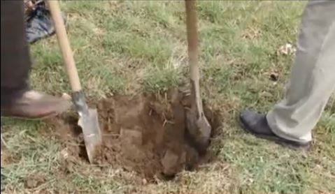 Мукачівські чиновники на толоці садили дерева в парку "Перемога" (ВІДЕО)
