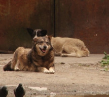 В Ужгороді дається взнаки невирішена проблема з бродячими собаками (ВІДЕО)