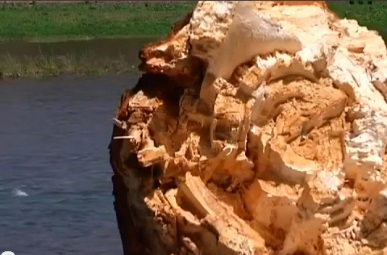 В Ужгороді нараховується понад 300 аварійних дерев (ВІДЕО)
