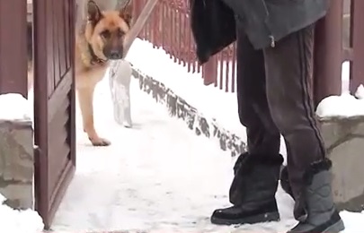 У Мукачеві у приватному секторі невідомі потруїли собак (ВІДЕО)