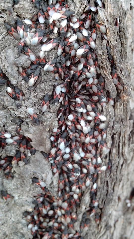 Стовбури лип на ужгородській набережній вкрили тисячі комах (ВІДЕО)