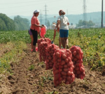 На Закарпатті відкрито сезон збору картоплі (ВІДЕО)