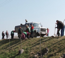 У Мукачеві вздовж набережної висадили 80 сакур (ВІДЕО)