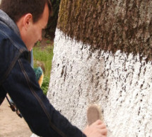 В Ужгороді на знак протесту проти білення помили дерева (ВІДЕО)