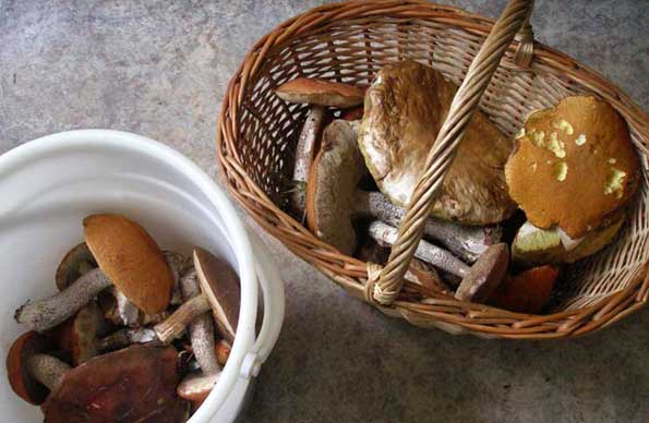 Щороку із отруєнням грибами в Закарпатську обласну лікарню потрапляють 30-40 осіб (ВІДЕО)