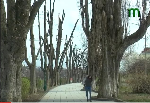 Майже 2 млн грн передбачено цьогоріч на вирізку й обрізку дерев в Ужгороді (ВІДЕО)