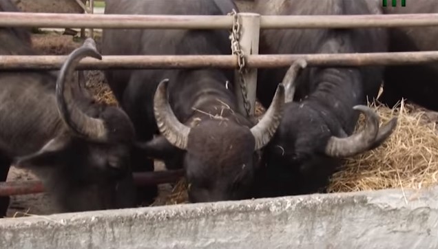 На Виноградівщині працює найбільша в Україні буйволяча ферма (ВІДЕО)