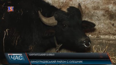 На Виноградівщині є ферма на якій виготовляють моцарелу із молока буйволів (ВІДЕО)