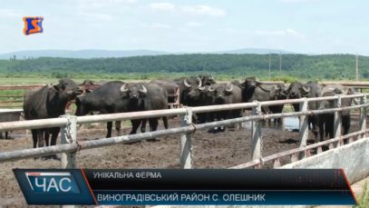 На Виноградівщині в унікальній фермі живуть 42 буйволи (ВІДЕО)