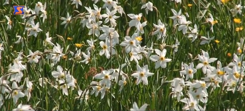 Нові ділянки, всіяні квітами, з'являються в Долині нарцисів на Закарпатті (ВІДЕО)