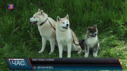 У Мукачеві відбулася обласна виставка собак усіх порід (ВІДЕО)