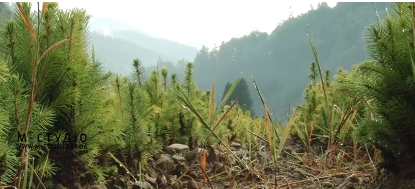 Самшит, червоні дуби та кедри плекають у лісництві на Тячівщині (ВІДЕО)
