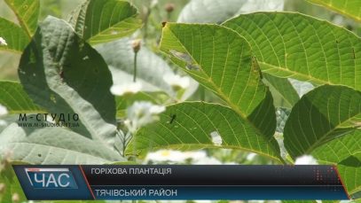 На Тячівщині посеред дубового лісу заклали плантацію волоських горіхів (ВІДЕО)
