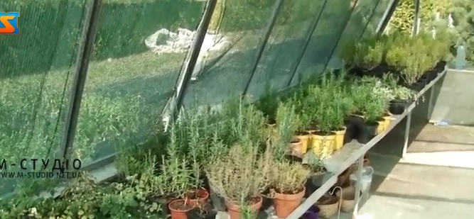 Мешканка Тячівщини заради втілення своєї мрії утримує розсадник з десятками тисяч рослин (ВІДЕО)