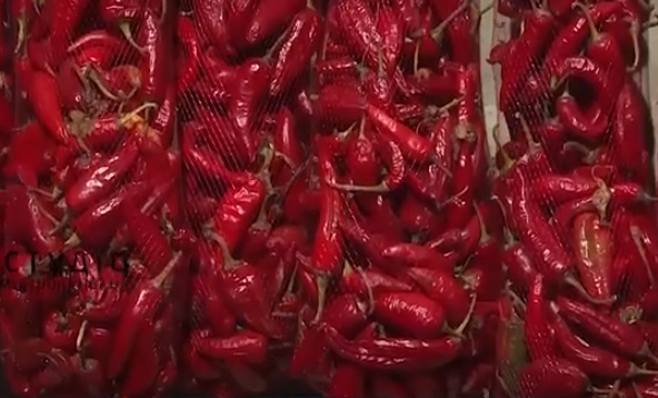 У Великій Доброні на Ужгородщині триває сезон збирання червоного перцю (ВІДЕО)