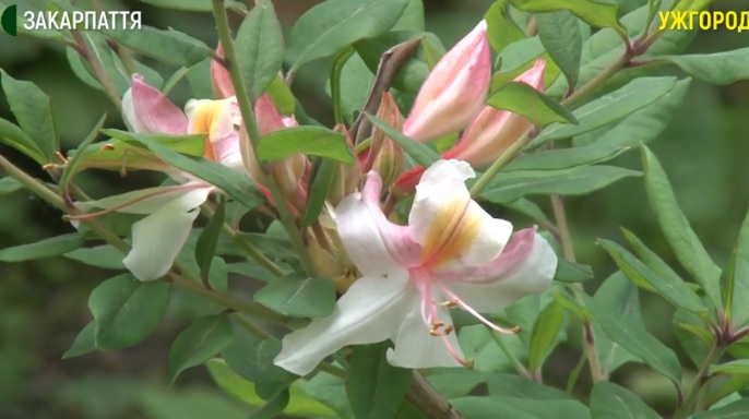 У ботанічному саду в Ужгороді почали квітнути іриси, троянди, лілії й едельвейси (ВІДЕО)