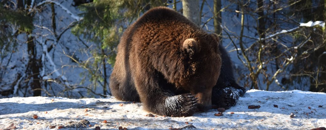 6 ведмедів у реабілітаційному центрі в Нацпарку "Синевир" на Закарпатті впали у зимову сплячку