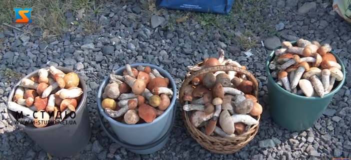 На Закарпатті розпочався сезон осінніх грибів (ВІДЕО)