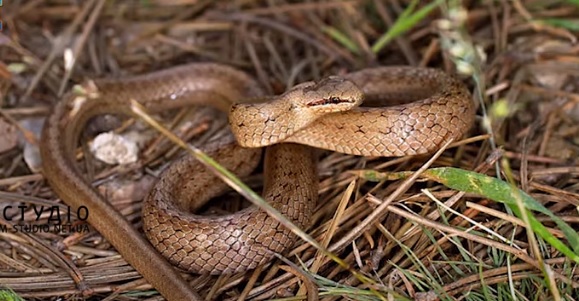 На Закарпатті впродовж останніх років істотно скоротилася популяція змій (ВІДЕО)