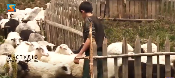 На Закарпатті реалізовують проєкт із відродження вівчарства (ВІДЕО)
