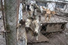 У Мукачеві відкрили один з перших в Україні притулок для собак
