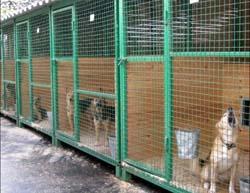 У Мукачеві відкрито притулок для бездомних собак, в Ужгороді - тільки обіцяють