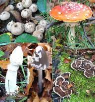 На Закарпатті отруїлися грибами двоє малолітніх дітей