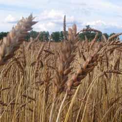 Сільгоспвиробники  Мукачівщини змушені закуповувати насіння за межами району