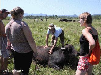 Туристи "спілкуються" з карпатськими буйволами на фермі Салдобош