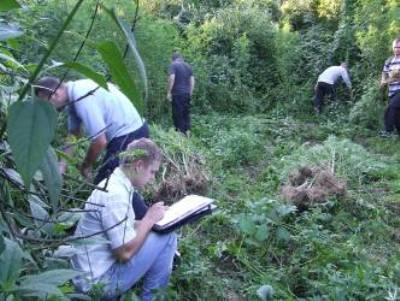 Закарпаття: На наркотичній плантації міліціонери виявили 280 стебел конопель (ФОТО)