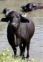 На Закарпатті буйволяче молоко продають по 20 грн за літр