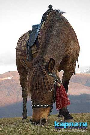На Закарпатті відбудеться конкурс коней гуцульської та інших порід