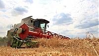 Цьогоріч на Закарпатті валовий збір зерна зменшився на 35,9%