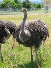 У мукачівському живому куточку 6-річний страус Григорій вивів у світ чергове потомство