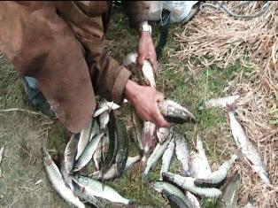 Держінспектори затримали браконьєрів, які на Латориці ловили рибу для приватного ставка  