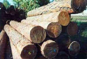 В Ужгороді відбудуться відкриті торги з продажу необробленої деревини