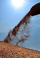 Мукачівські аграрії заготовили 915 тонн високоурожайних сортів озимої пшениці