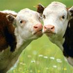 Через дешеві закупівельні ціни на молоко на Ужгородщині значно зменшилося поголів'я корів