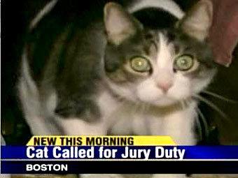 Кота викликали на суд у ролі присяжного