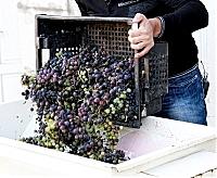 Минулоріч на Закарпатті ціна винограду для виробництва вина зросла у 2, 2 рази