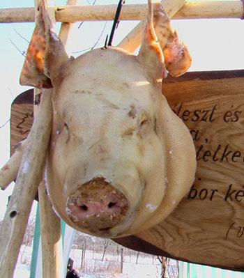 На Закарпатті угорці влаштували "свинське" свято для туристських шлунків (ФОТО)