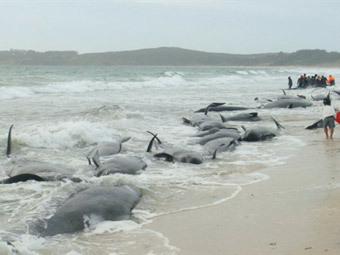 У Новій Зеландії на берег викинулися 82 дельфіна