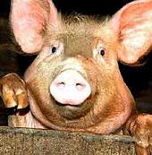 На Європейській площі в центрі Чопа масово різатимуть свиней