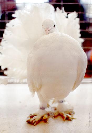 У Мукачеві пройшла виставка-ярмарок голубів (ФОТО) 