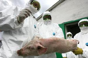 Через спалах африканської чуми свиней у Росії на Закарпатті запроваджено спеціальні заходи