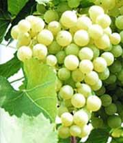 У закарпатському Мужієві запрацювала метеостанція, що “слідкуватиме” за виноградною лозою