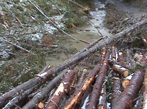 Лісогосподарські підприємства Закарпаття завдали державі збитків на 45,990 тисяч гривень 