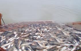На "Закарпатському рибокомбінаті" виявлено численні порушення природоохоронного законодавства