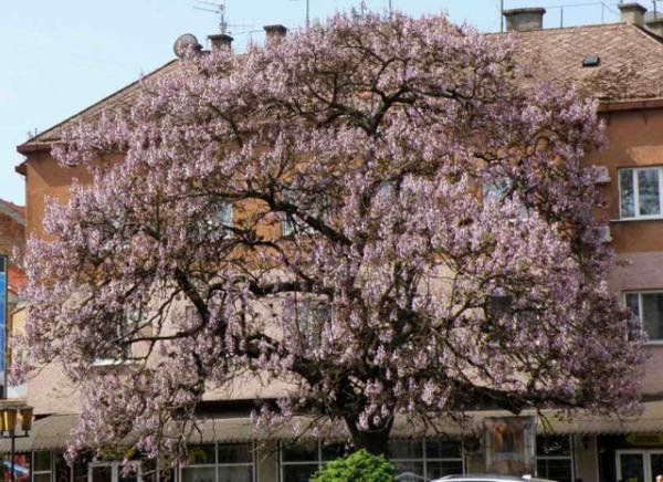 В Ужгороді цвіте екзотичне Адамове дерево (ФОТО)